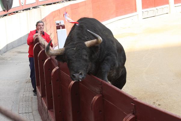 toro volador